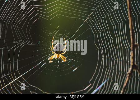 Horizontale Makroansicht einer Spinne auf ihrem feinen Netz in einem Wald Stockfoto