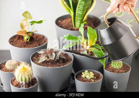 Sammlung von Hausblumen und Sukkulenten in verschiedenen Töpfen. Idea Home Garden. Stockfoto