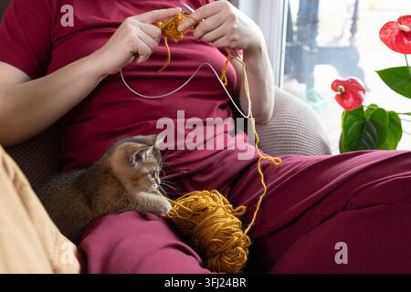 Eine Frau strickt am Fenster mit einem Kätzchen auf dem Schoß und veranschaulicht die Zeit, die mit einem Haustier und einem praktischen Hobby als Pause von Bildschirmen verbracht wird. Stockfoto
