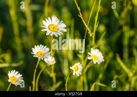 Weiße Gänseblümchen im Gegenlicht auf einer grünen Sommerwiese Stockfoto