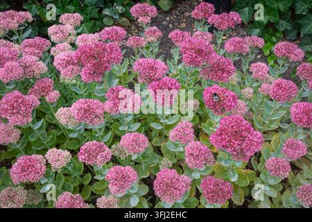 Rosa Blüten von Sedum (Hylotelephium)-Pflanzen in einem Blumenbeet, trockenresistente sukkulente Stauden, England, UK Stockfoto