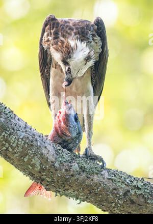 Nahaufnahme eines wilden Fischadlers (Pandion haliaetus), der auf einem Ast steht und einen frischen Fang von Mangrove-Schnapper (Lutjanus argentimaculatus) frisst, mit verschwommenem grünem Hintergrund, Australien Stockfoto