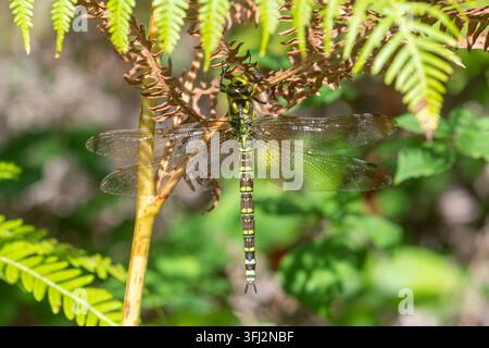 Weibliche Südliche Heuschrecke (Aeshna cyanea) ruht im September zwischen Farnen in England, UK Stockfoto