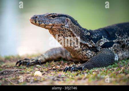 Große asiatische Warane ruht auf dem Boden neben einem Teich im Lumpini-Park in Bangkok, Thailand. Stockfoto