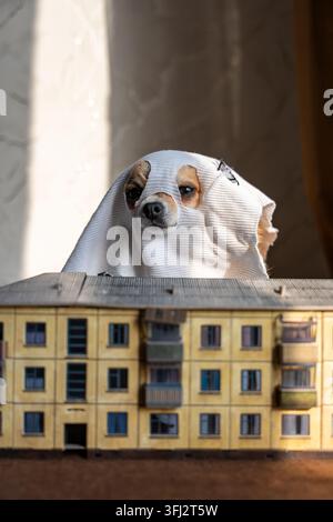 Süßer Chihuahua in einem Geisterkostüm, der hinter einem Miniatur-Apartmenthaus-Modell hervorlugt, Halloween-Konzept. Stockfoto