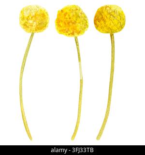 handgemaltes Aquarellset mit einer Illustration, die eine bezaubernde Wiesen-Craspedie zeigt Stockfoto
