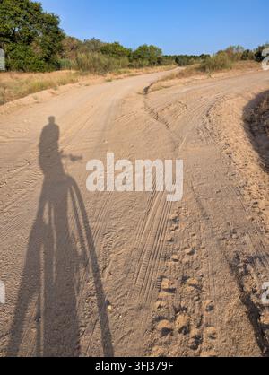 Eine Person fährt ein Fahrrad auf einem sandigen Pfad, der von Bäumen umgeben ist, in einem natürlichen Gebiet. Die Sonne scheint am Nachmittag und wirft einen langen Schatten des Fahrradfahrers Stockfoto