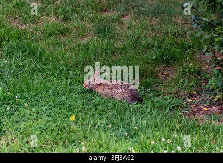 Tiere und Natur: Östliches Baumwollkaninchen (Sylvilagus floridanus) sucht in grünem Gras in Gettysburg, Pennsylvania nach Nahrung Stockfoto
