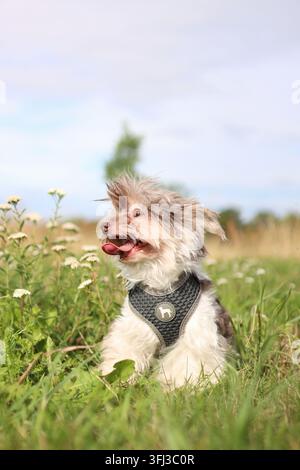 Ein kleiner Terrier befindet sich in einer blühenden Wiese. er ist lustig Stockfoto
