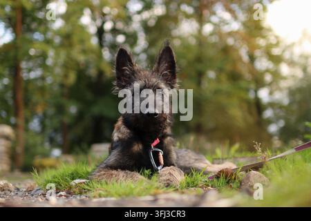 Porträt eines Belgischen Schäferhundewelpen im Wald im Sommer. Stockfoto