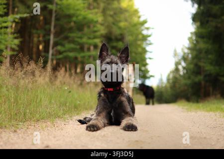 Porträt eines Belgischen Schäferhundewelpen im Wald im Sommer. Stockfoto