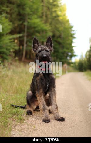 Porträt eines Belgischen Schäferhundewelpen im Wald im Sommer. Stockfoto