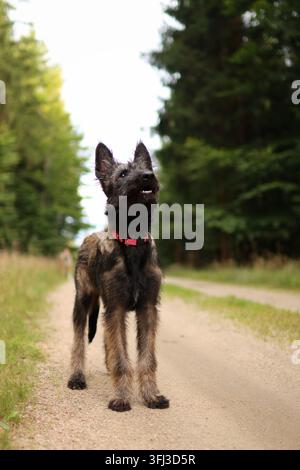 Porträt eines Belgischen Schäferhundewelpen im Wald im Sommer. Stockfoto