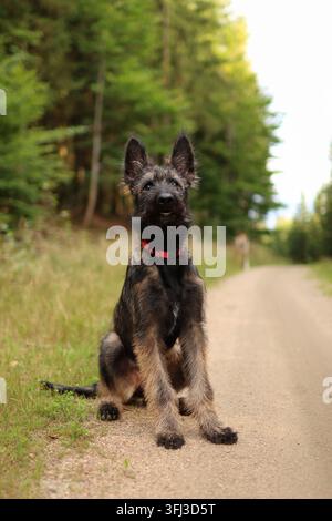 Porträt eines Belgischen Schäferhundewelpen im Wald im Sommer. Stockfoto