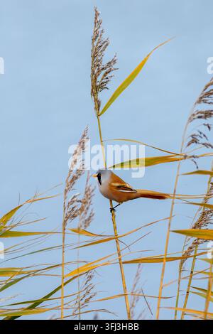 Bartmeise (Panurus biarmicus) sitzt im Schilf, gefunden auf Fehmarn an der Ostsee in Deutschland Stockfoto