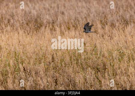 Erwachsene weibliche Habicht (Accipiter nisus) im Flug über einem Schilffeld, gefunden auf Fehmarn an der Ostsee in Deutschland Stockfoto