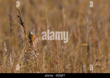 Bartmeise (Panurus biarmicus) sitzt im Schilf, gefunden auf Fehmarn an der Ostsee in Deutschland Stockfoto