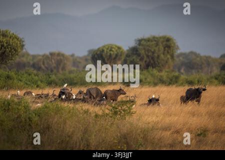 Herde von Kap-Büffeln steht in hohem trockenem Gras der ugandischen Savanne, umgeben von weißen Silberreiher unter warmer afrikanischer Sonne. Stockfoto