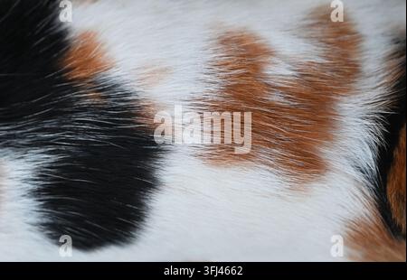 Horizontale Makroaufnahme, die die detaillierte Textur des Fells einer Kalikokatze mit deutlichen Flecken aus weißem, schwarzem und rotbraunem Haar zeigt. Stockfoto