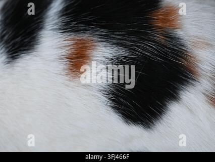 Horizontale Makroaufnahme, die die detaillierte Textur des Fells einer Kalikokatze mit deutlichen Flecken aus weißem, schwarzem und rotbraunem Haar zeigt. Stockfoto