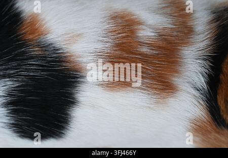 Horizontale Makroaufnahme, die die detaillierte Textur des Fells einer Kalikokatze mit deutlichen Flecken aus weißem, schwarzem und rotbraunem Haar zeigt. Stockfoto