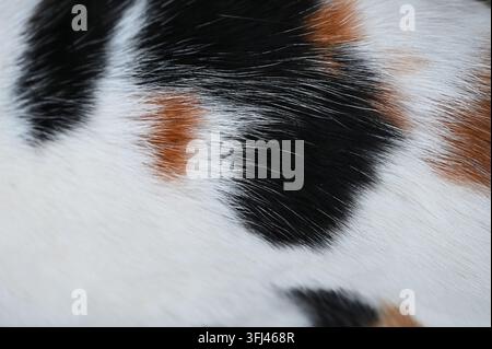 Horizontale Makroaufnahme, die die detaillierte Textur des Fells einer Kalikokatze mit deutlichen Flecken aus weißem, schwarzem und rotbraunem Haar zeigt. Stockfoto