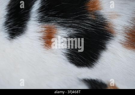 Horizontale Makroaufnahme, die die detaillierte Textur des Fells einer Kalikokatze mit deutlichen Flecken aus weißem, schwarzem und rotbraunem Haar zeigt. Stockfoto