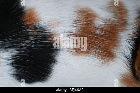 Horizontale Makroaufnahme, die die detaillierte Textur des Fells einer Kalikokatze mit deutlichen Flecken aus weißem, schwarzem und rotbraunem Haar zeigt. Stockfoto
