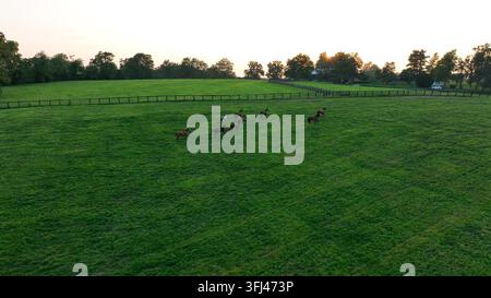 Vollblutpferde laufen durch eine Grasweide in Kentucky. Luftaufnahmen während eines goldenen Sonnenuntergangs im Sommer auf einer Pferdefarm in Lyndon. Stockfoto