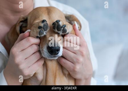 Lustige süße Hundepfoten auf der Schnauze, Haustier-Humor und Pflege Stockfoto