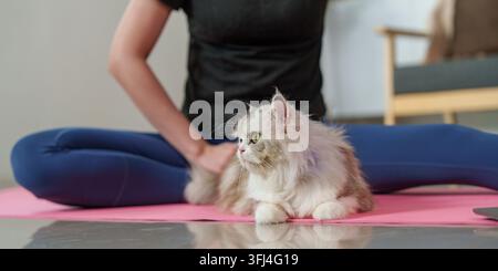 Flauschige Perserkatze sitzt auf rosa Fitnessmatte mit Frau, die im Hintergrund stretcht Stockfoto