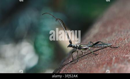 Horizontale Makroaufnahme eines Longhorn-Käfers mit sehr langen Fühlern auf einem strukturierten Holzstamm in einem nativen temperierten Regenwald in Valdivia, Chile. Stockfoto