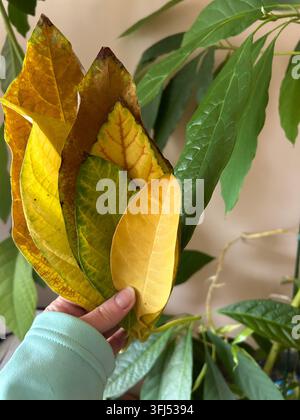 Verschiedene Farben von Herbstblättern in der Hand Stockfoto