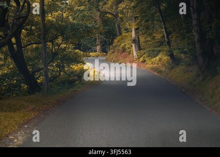 Winding gepflasterte Straße, die durch einen üppigen Herbstwald mit goldenem und grünem Laub, ausgewachsene Bäume und dichte Waldvegetation führt. Weiches natürliches Licht Stockfoto