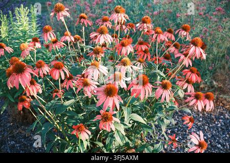 Rosa Korallen-Echinacea-Kegelblumen blühen zwischen dekorativem Kies in einer modernen Gartengestaltung Stockfoto