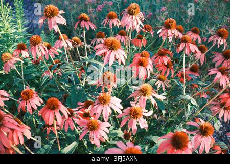 Nahaufnahme einer rosa Echinacea-Kugelkopfblume mit herabhängenden Blütenblättern und auffälligem stacheligem orange-braunen Mittelkegel Stockfoto