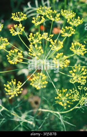 Einziger Dill-Scheibenblütenblütenstand (Anethum graveolens) von unten fotografiert mit Himmel und Blättern im Hintergrund Stockfoto