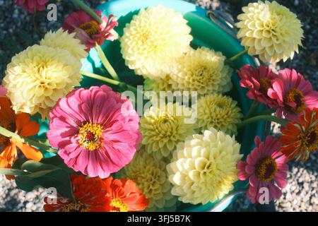 Ansicht von oben eines Sommerblumenstraußes mit Dahlien, Zinnien und Grünzeug in einem türkisfarbenen rustikalen Eimer Stockfoto