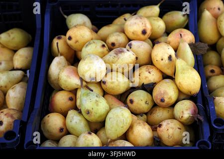 Frisch geerntete gelbe Birnen mit rotem und grünem Anflug in Plastikboxen auf einem lokalen Bauernmarkt gestapelt, lebendig, reif und bereit für den Verkauf oder zum Kochen Stockfoto