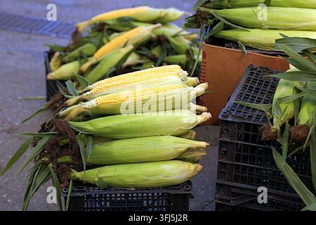 Frisch geerntete Zuckermaiskolben mit gelben Körnern und grünen Hüllen, gestapelt zum Verkauf an einem Marktstand im Freien, wobei saisonale Produkte hervorgehoben werden Stockfoto