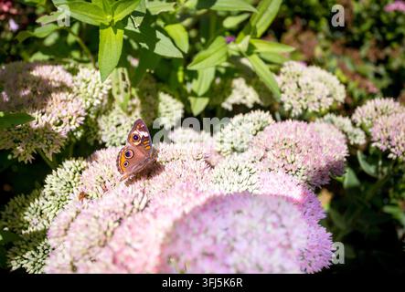 Ein gewöhnlicher Roßkastenschmetterling (Junonia coenia), der auf blühendem Showy Stonecrop (Hylotelephium spectabile) thront Stockfoto