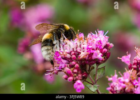 Bumblebee, der sich von rosa Wilden Majoranblüten im Sommer ernährt, Nahaufnahme-Makroaufnahme, die den flauschigen Körper und die Flügel zeigt, die auf kleinen Oregano-Blüten sitzen Stockfoto