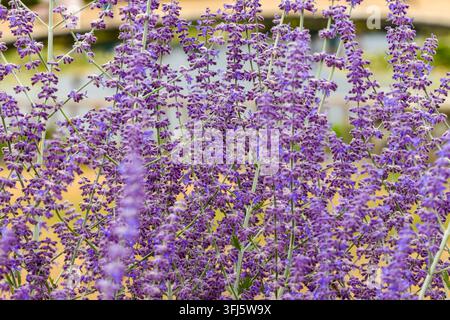Lila Blüten, die in einem Sommergarten blühen, Nahaufnahme von Perovskia atriplicifolia mit zarten Lavendelstielen an schlanken Stängeln Stockfoto