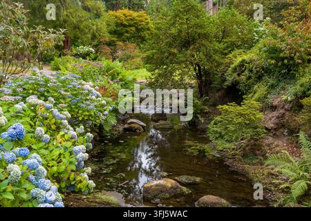 Blaue Hortensien blühen neben einem langsam fließenden Waldbach. Üppige grüne Farne und Bäume säumen die felsigen Ufer in einem friedlichen botanischen Garten. Stockfoto