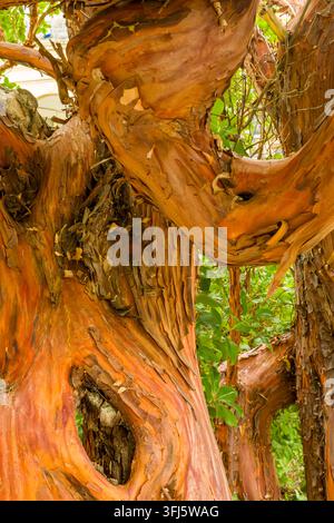 Strukturierte kupferfarbene Rinde, die von einem Papierbast-Ahorntree-Stamm abblättert und glatte orangefarbene Schichten unter den papierartigen äußeren Locken freilegt. Stockfoto