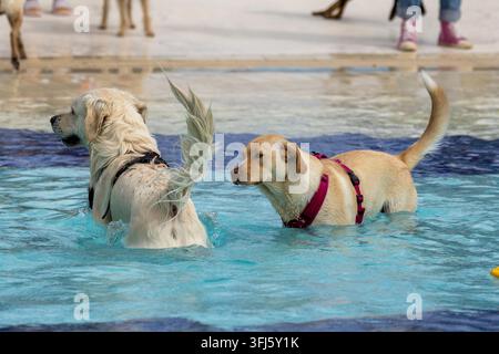 Zwei Hunde treffen sich beim Schwimmen der Hunde im Pool des Reutlinger Freibad-Wellenbeckens. Am Ende der Saison ist das Freibad für Vierbeiner geöffnet Stockfoto