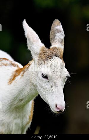 Weißer Rehbock (Capreolus capreolus) mit einer seltenen, natürlichen Farbvariante (Leukismus), Porträt des Kopfes, in Gefangenschaft, Schweiz Stockfoto