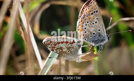 Zwei Schmetterlinge, der Gemeine Blau (Polyommatus icarus), paaren sich auf trockenem Gras, mit kunstvollen Flügelmustern, Naturpark Thüringer Wald Stockfoto