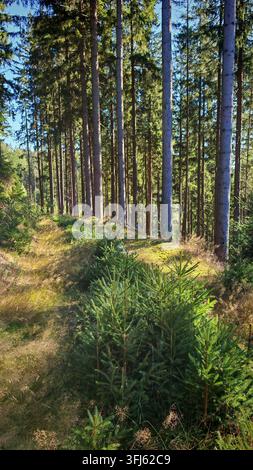 Ein Waldweg, gesäumt von Fichten (Picea) und jungen Bäumen im Sonnenlicht, Nordhalben, Frankenwald-Naturpark, Oberfranken Stockfoto