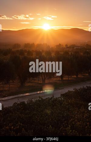 Sonnenaufgang über nebligem Weinberg, Valle de Guadalupe, Mexiko Stockfoto